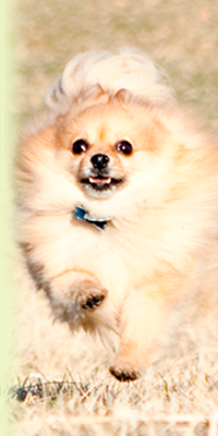 Buddy