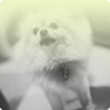Buddy