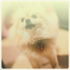 Buddy